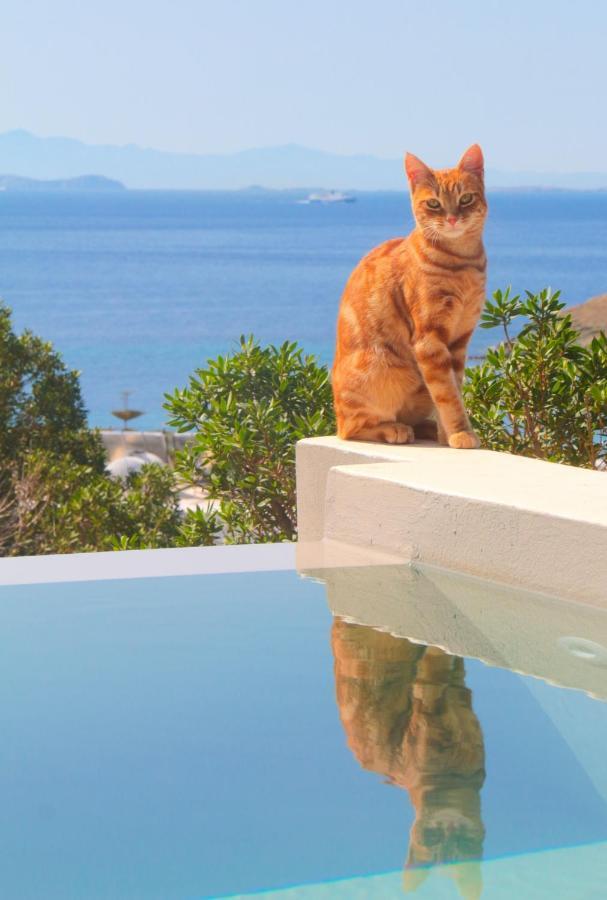 Villa With View Of Agios Ioannis And Pool With Jacuzzi Exteriér fotografie